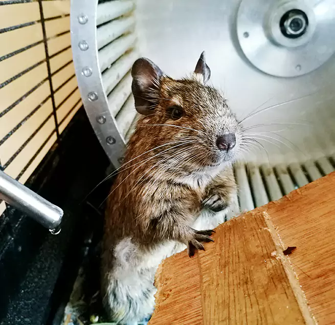 Why Homeowners & Businesses Trust Us Lemont, IL